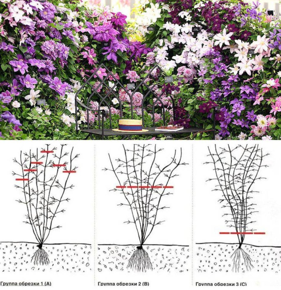 Группа обрезки клематис Салли