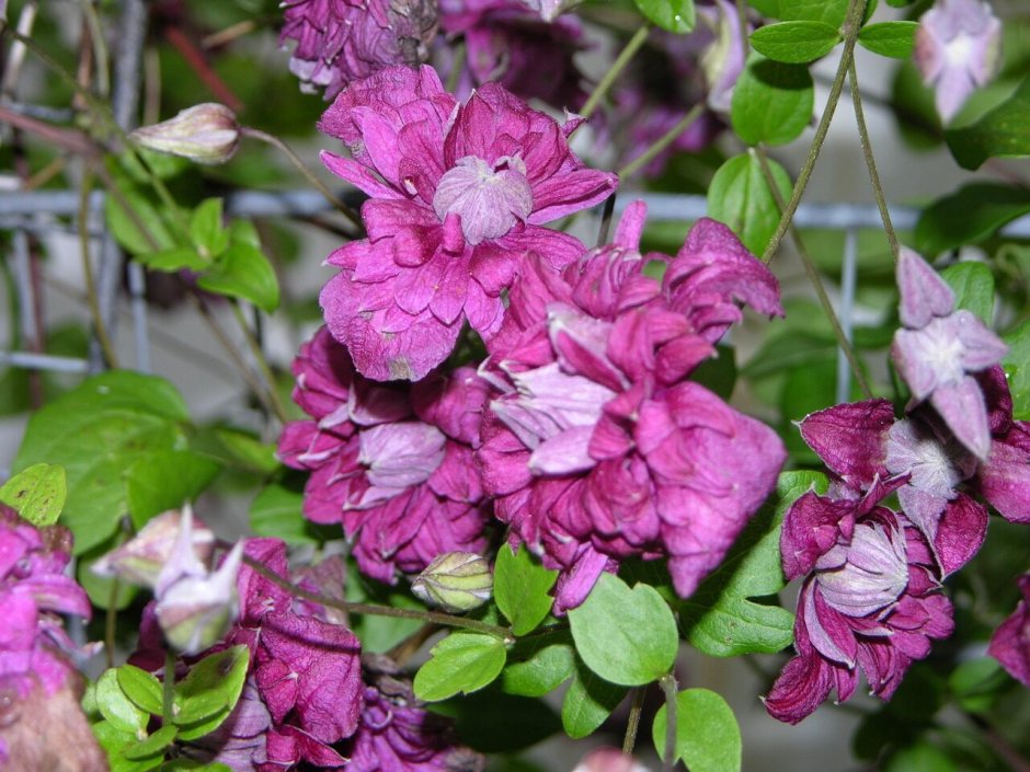 Пурпуреа клематис с розами