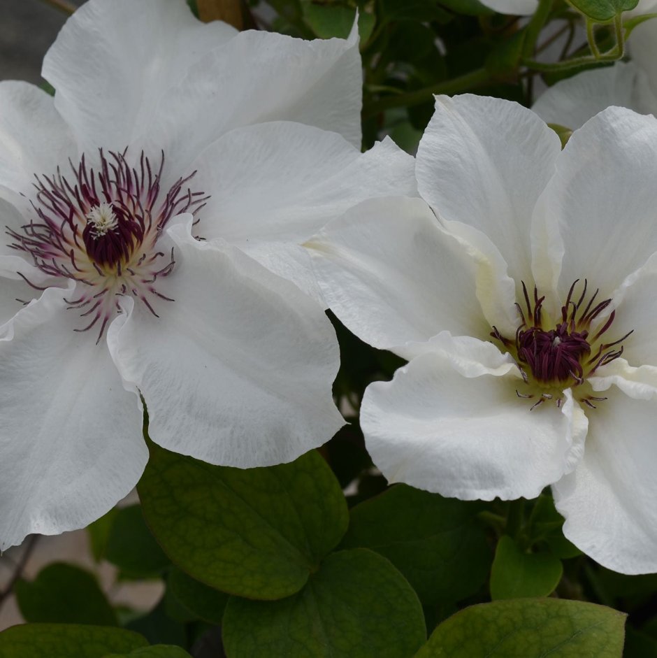 Clematis Ninon Boulevard