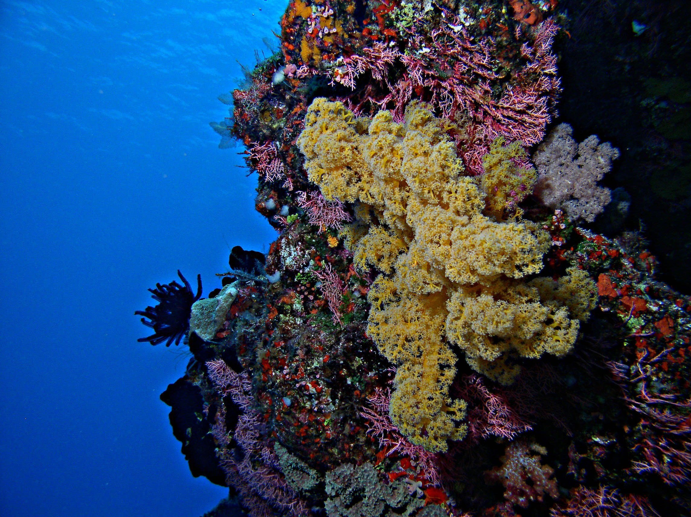 Сообщество кораллового рифа. Барьерный риф в Австралии. Большой Барьерный риф полипы. Морской парк большого барьерного рифа. Коралловый риф Маврикий.