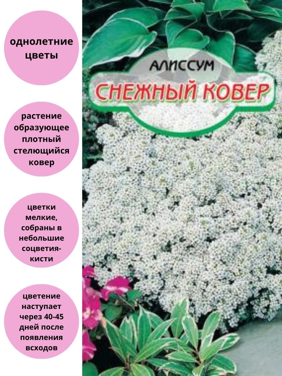 Цветы алиссум снежный ковер белый (0,1 гр б/п)