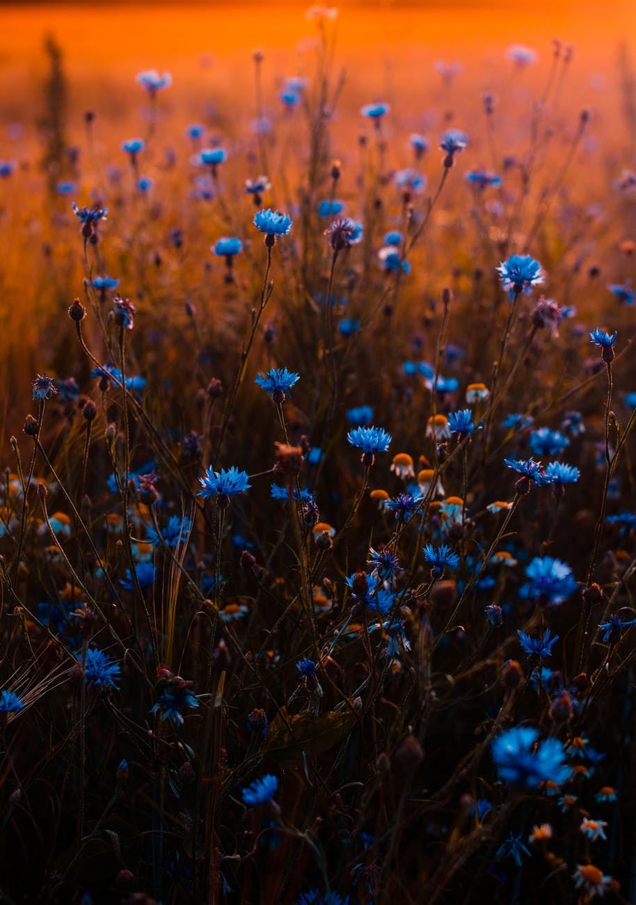 Синие цветы в поле