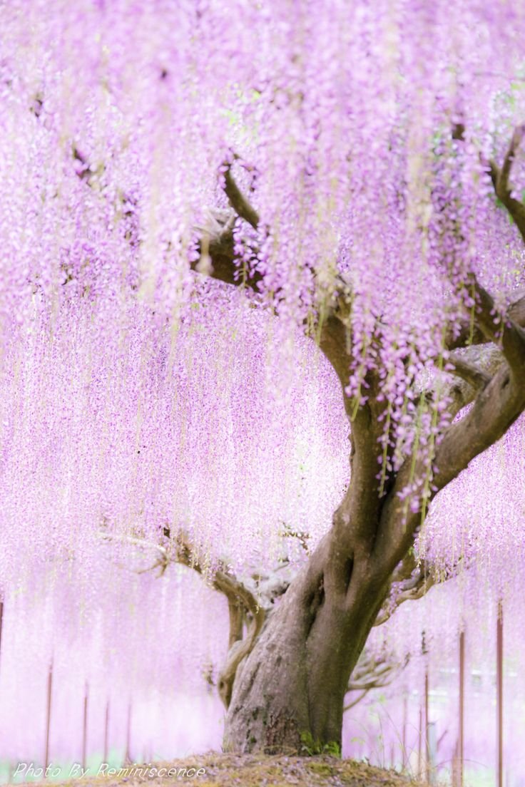 Красивое фиолетовое дерево