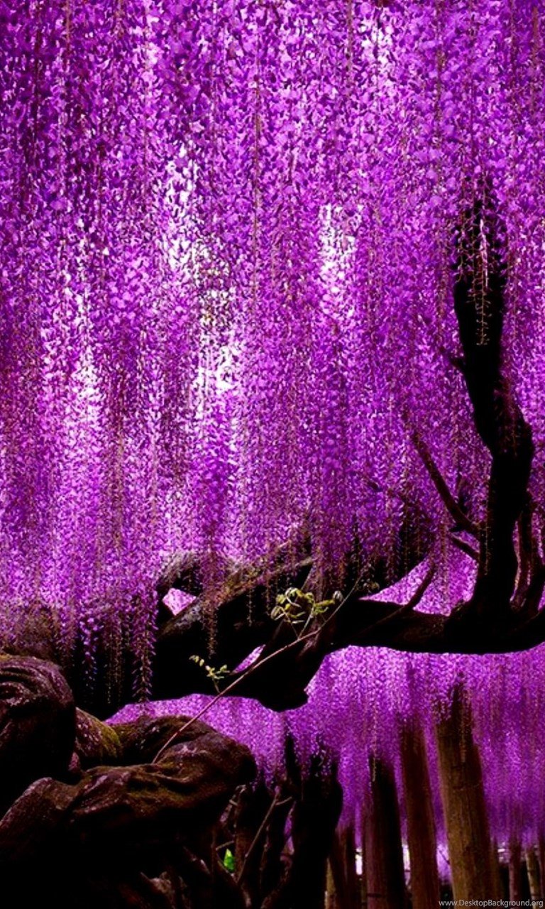 Фиолетовые китайские цветы