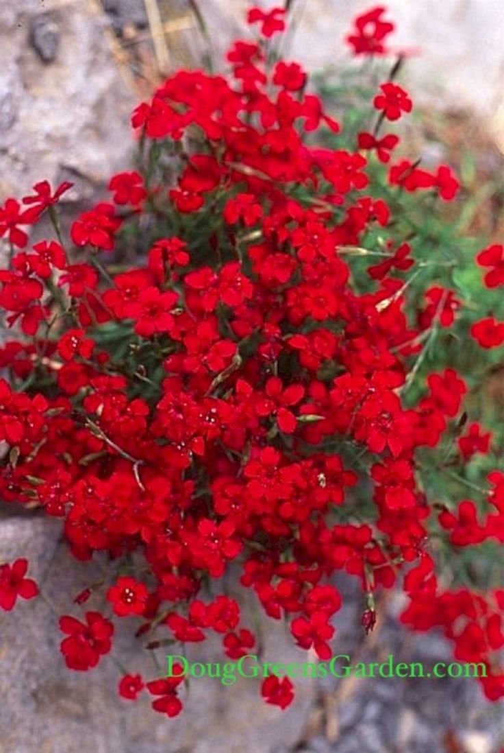 Цветы многолетние красные маленькие