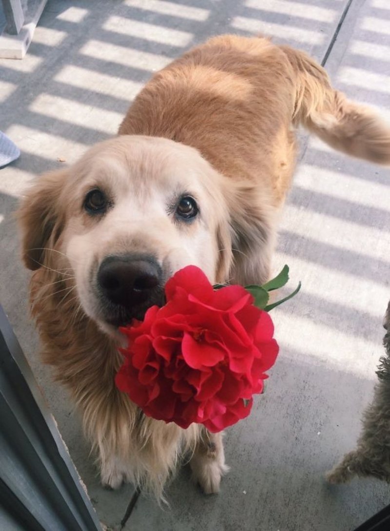 Собачка с цветочком