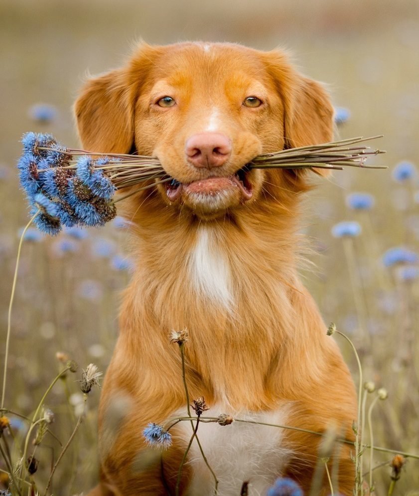 Собака с цветами в зубах