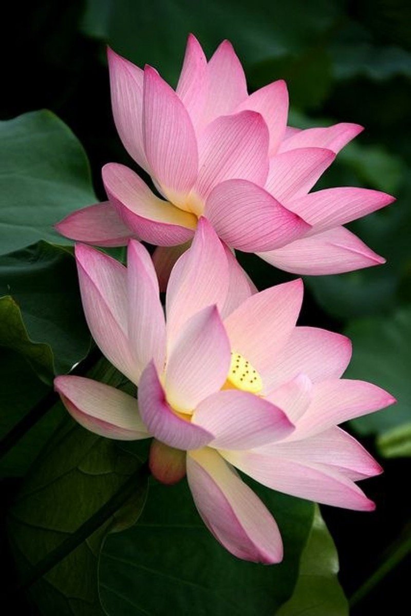 Лотус цветок розовый