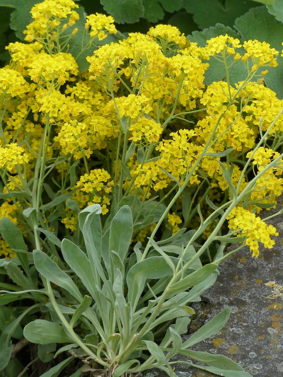 Растение с желтыми цветками