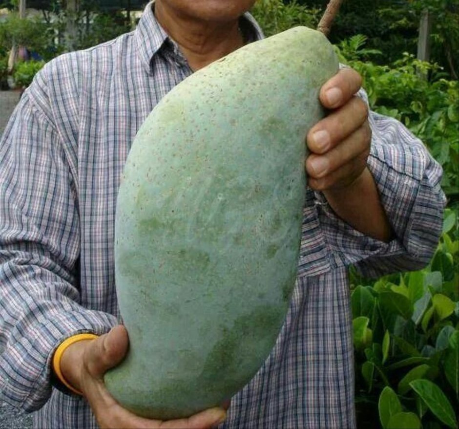 Самое большое манго