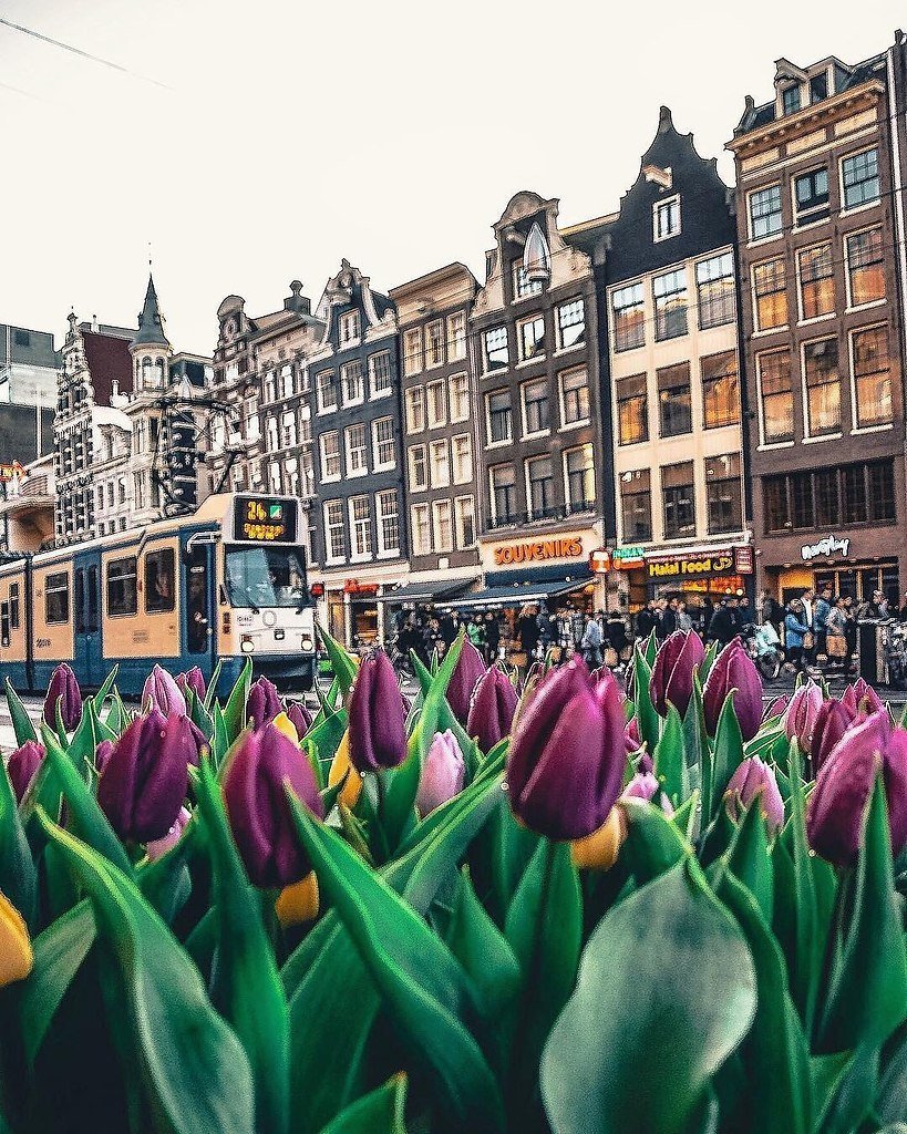 Нидерланды цветы