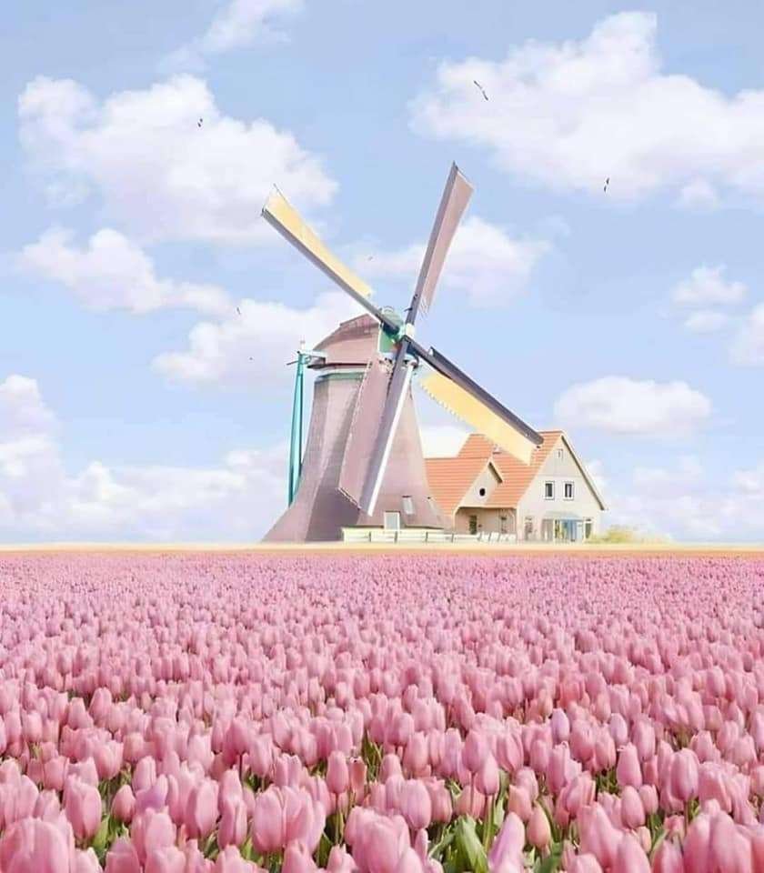 Тюльпановые поля Нидерланды с мельницами