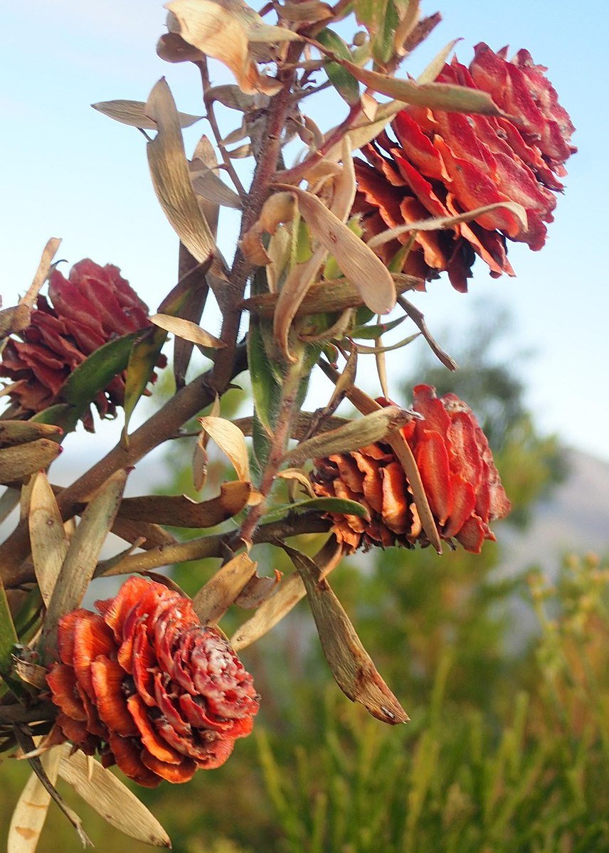 Леукадендрон Аляска цветок