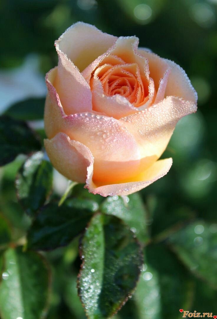 Роза Парковая персиковая