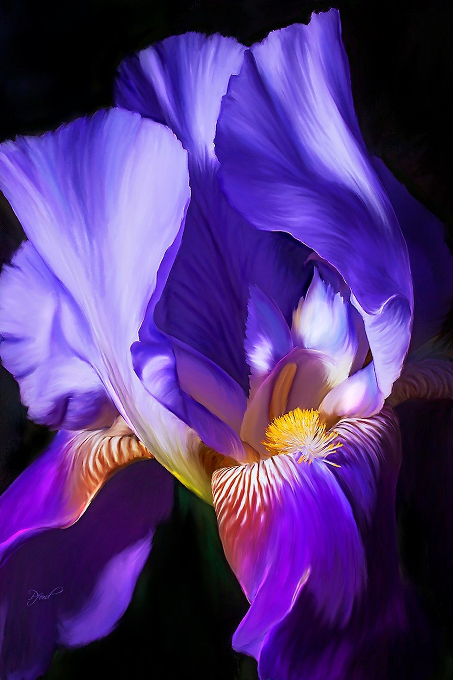 Ирис фиолетовый обыкновенный