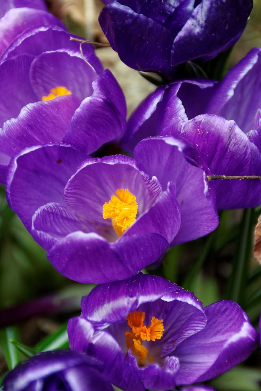 Крокус цветок фиолетовый
