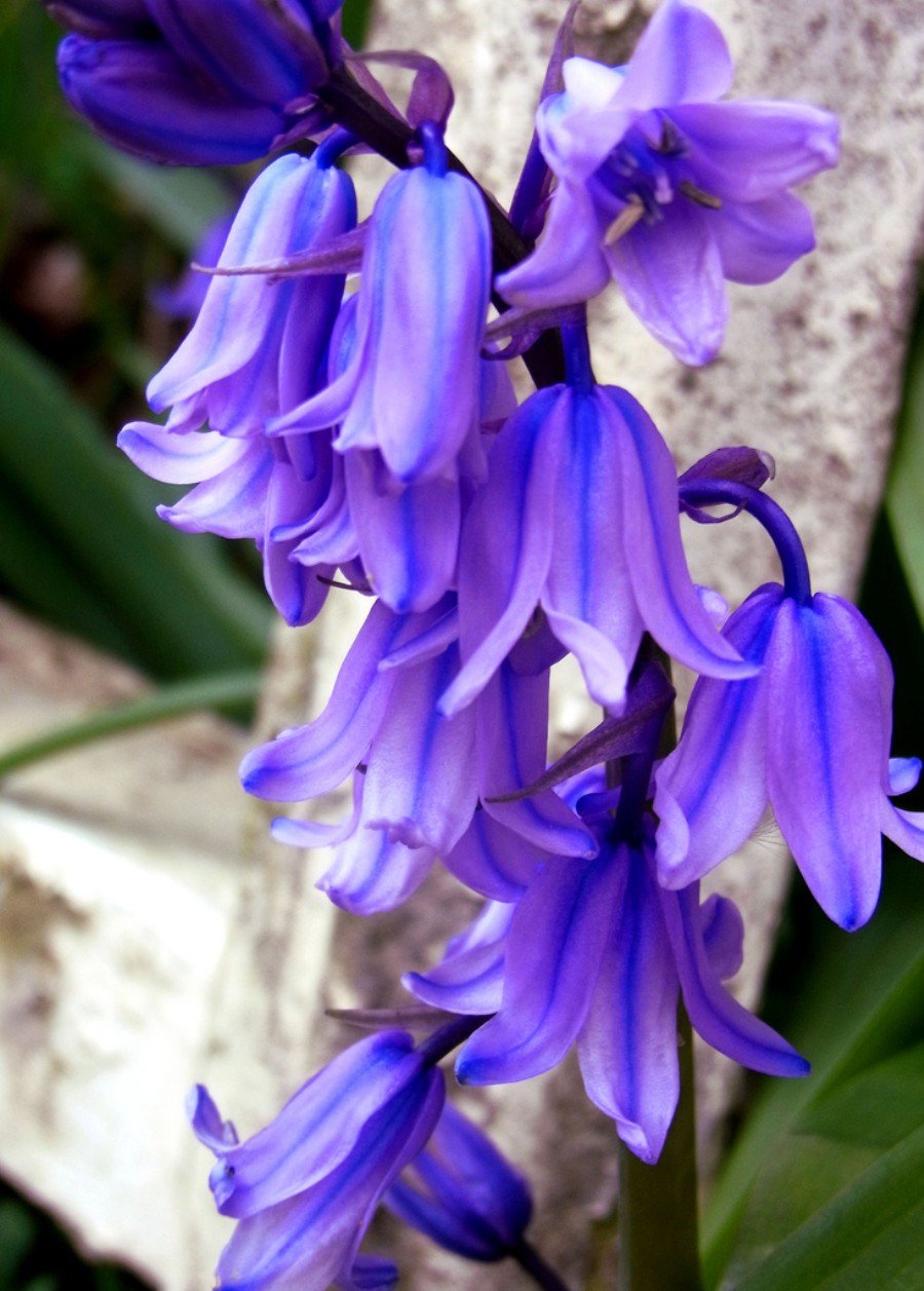 Нарцисс фиолетовый