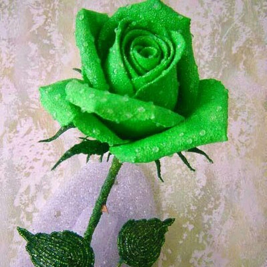 Зеленоцветные розы