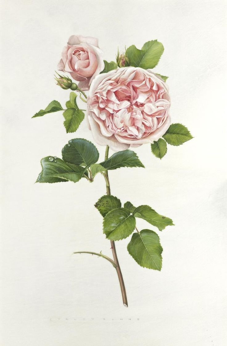 Пионовидная роза Ботаническая иллюстрация