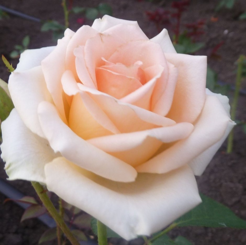 Версилия Versilia роза