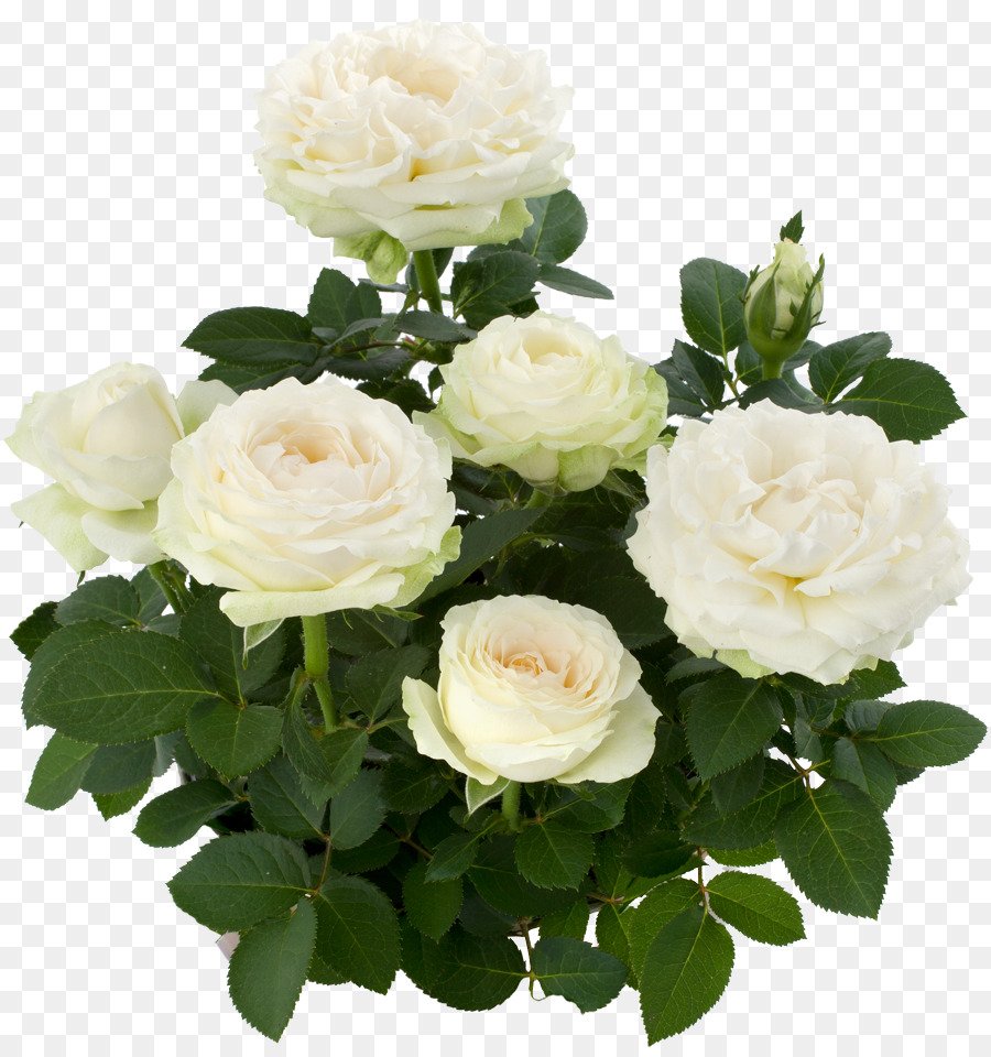 Розы флорибунда букет