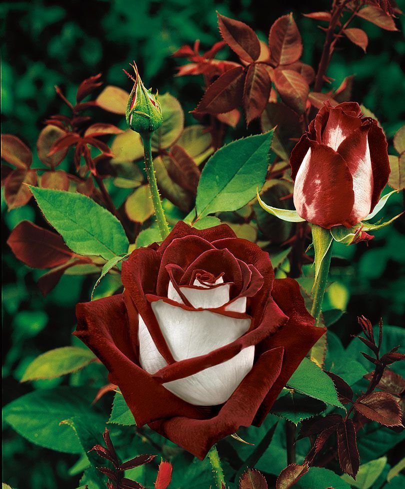 Роза чайно-гибридная (Rosa Osiria
