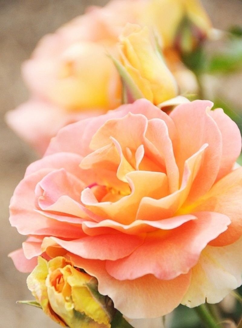 Роза Канди персиковая