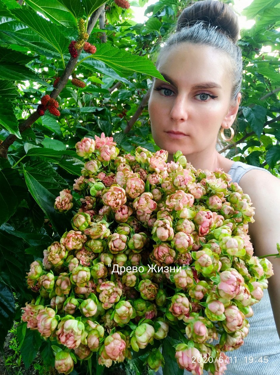 Вайлд Редиш (Wild Radish)