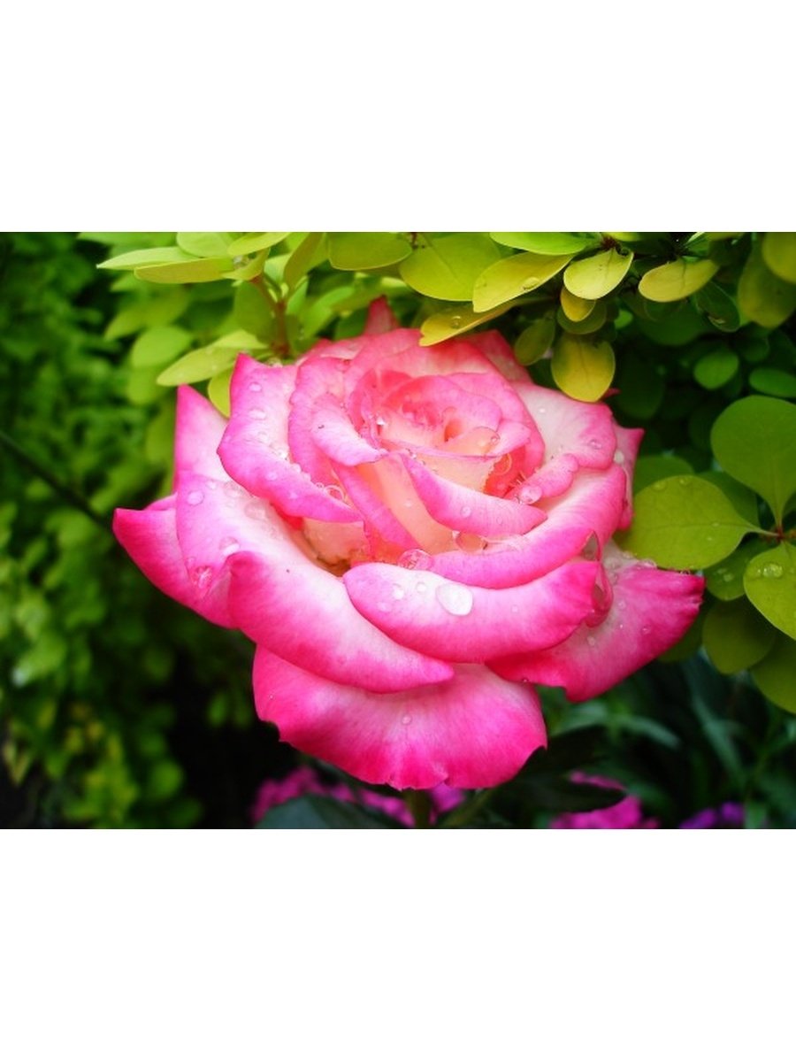 Роза флорибунда Arifa