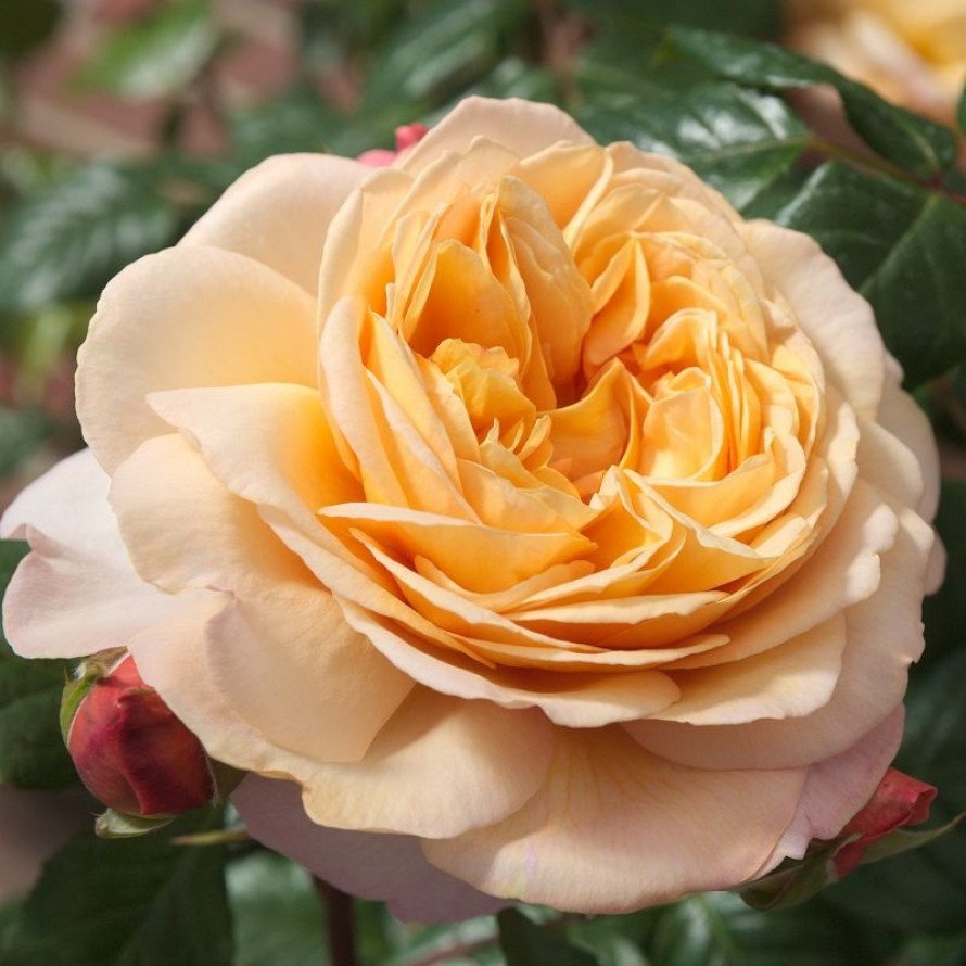 Роза Capri Tantau