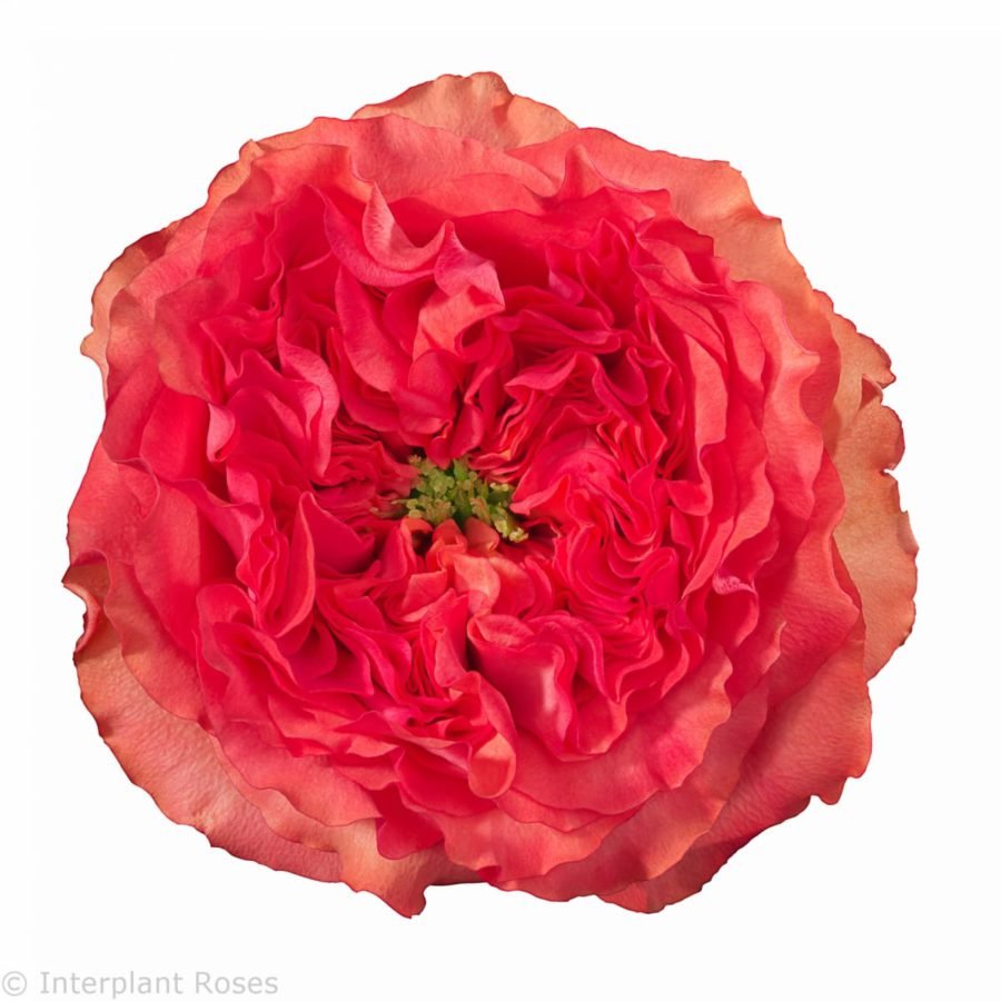 Пионовидная роза Корал Рива