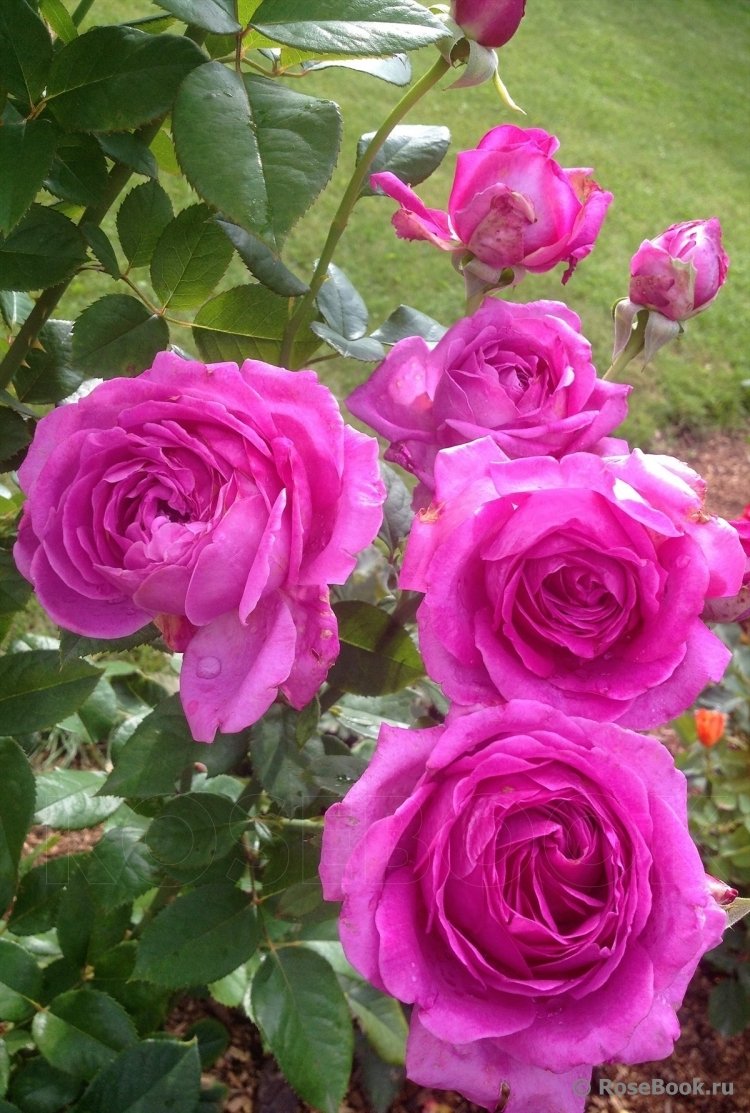 Сурир де Перигё (sourire de Perigueux роза