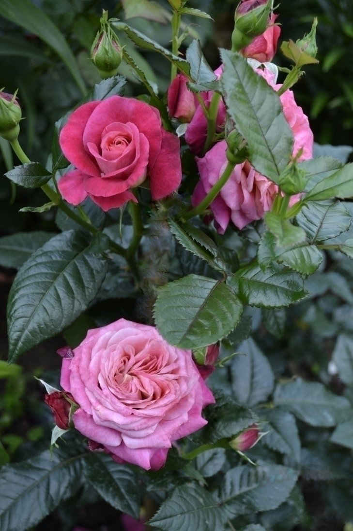 Сурир де Довиль чайно-гибридная роза
