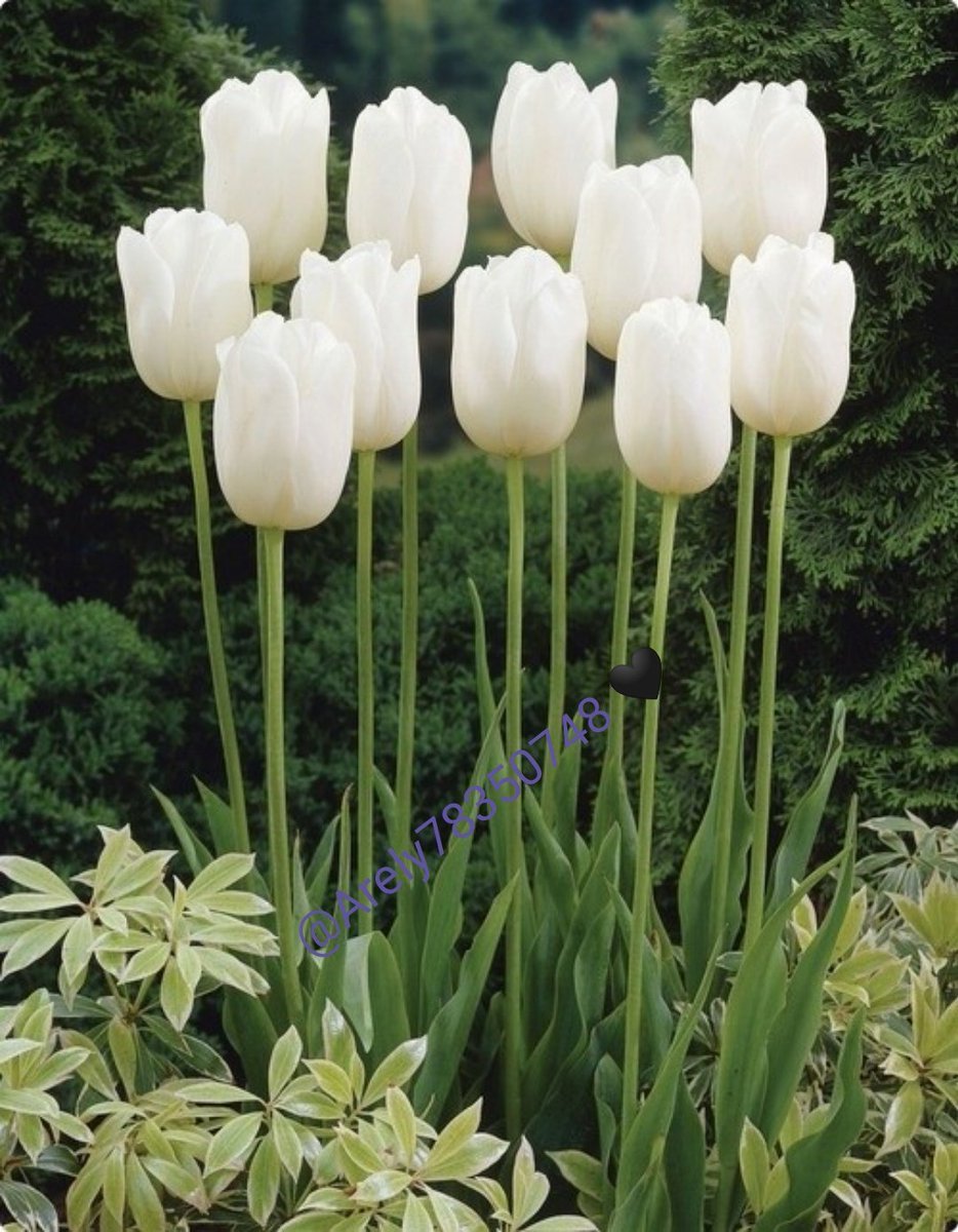 Белые тюльпаны в саду