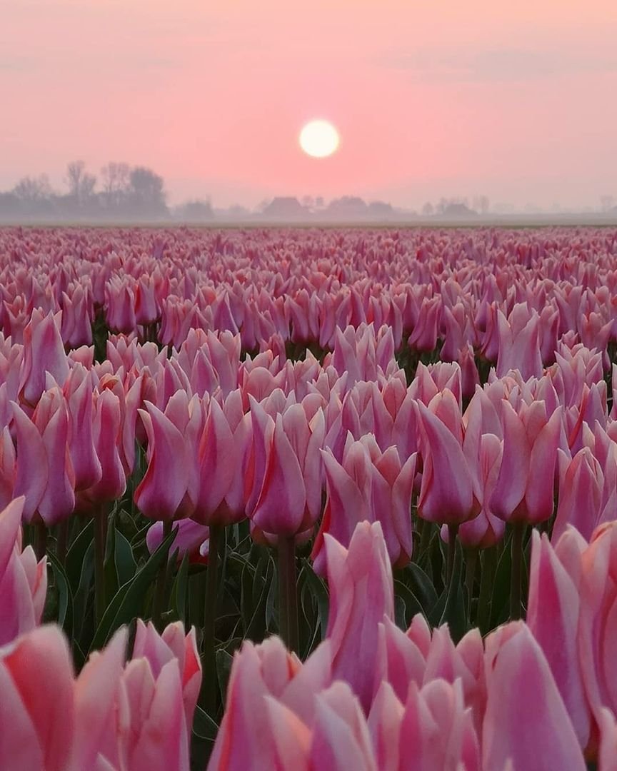 Огромное поле тюльпанов
