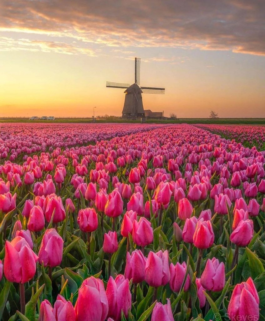 Тюльпановое поле Амстердам
