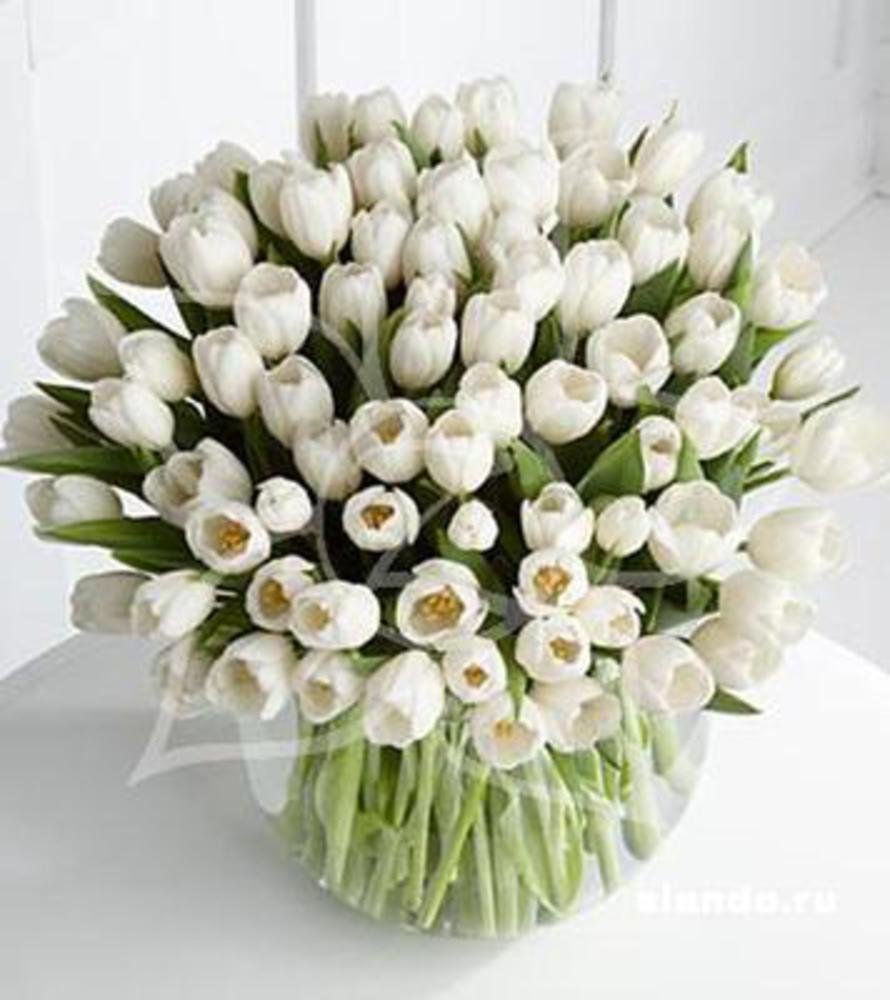 С наступающим 8 марта белые тюльпаны