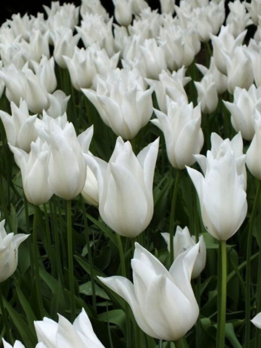 White Triumphator тюльпан