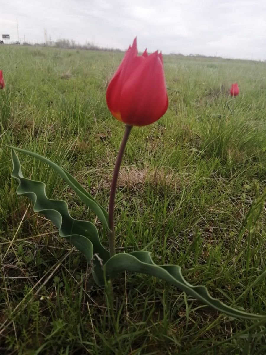 Тюльпановое поле Астрахань