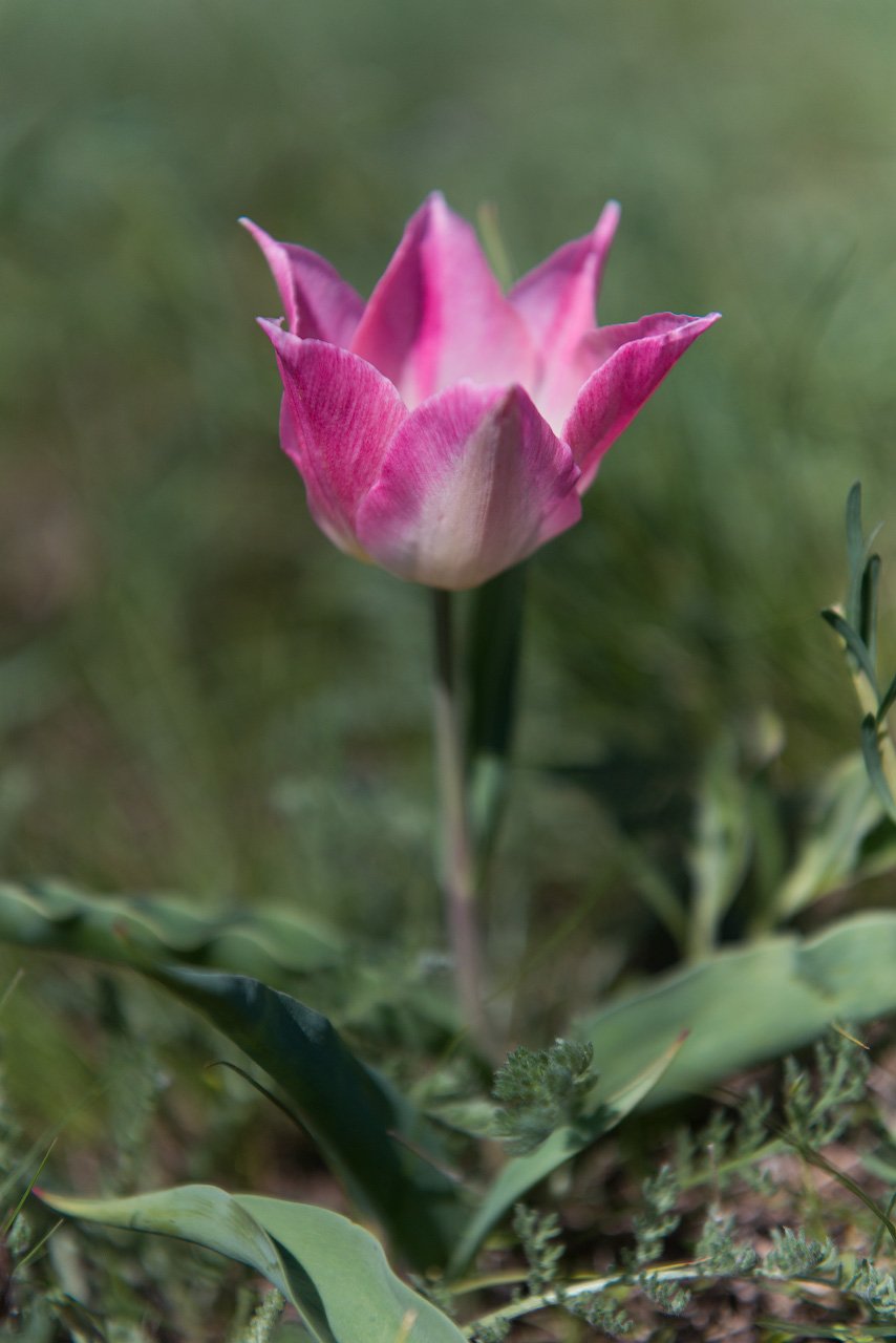 Крымские тюльпаны