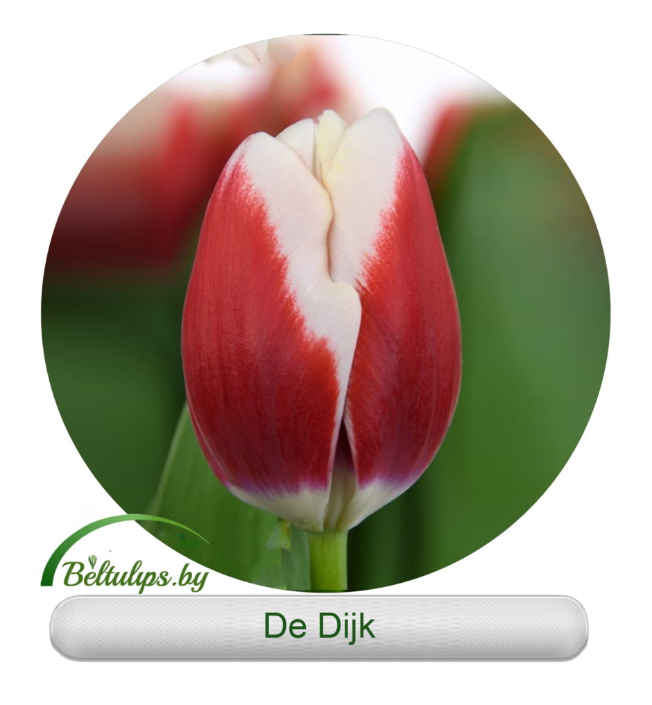 Тюльпан de Dijk