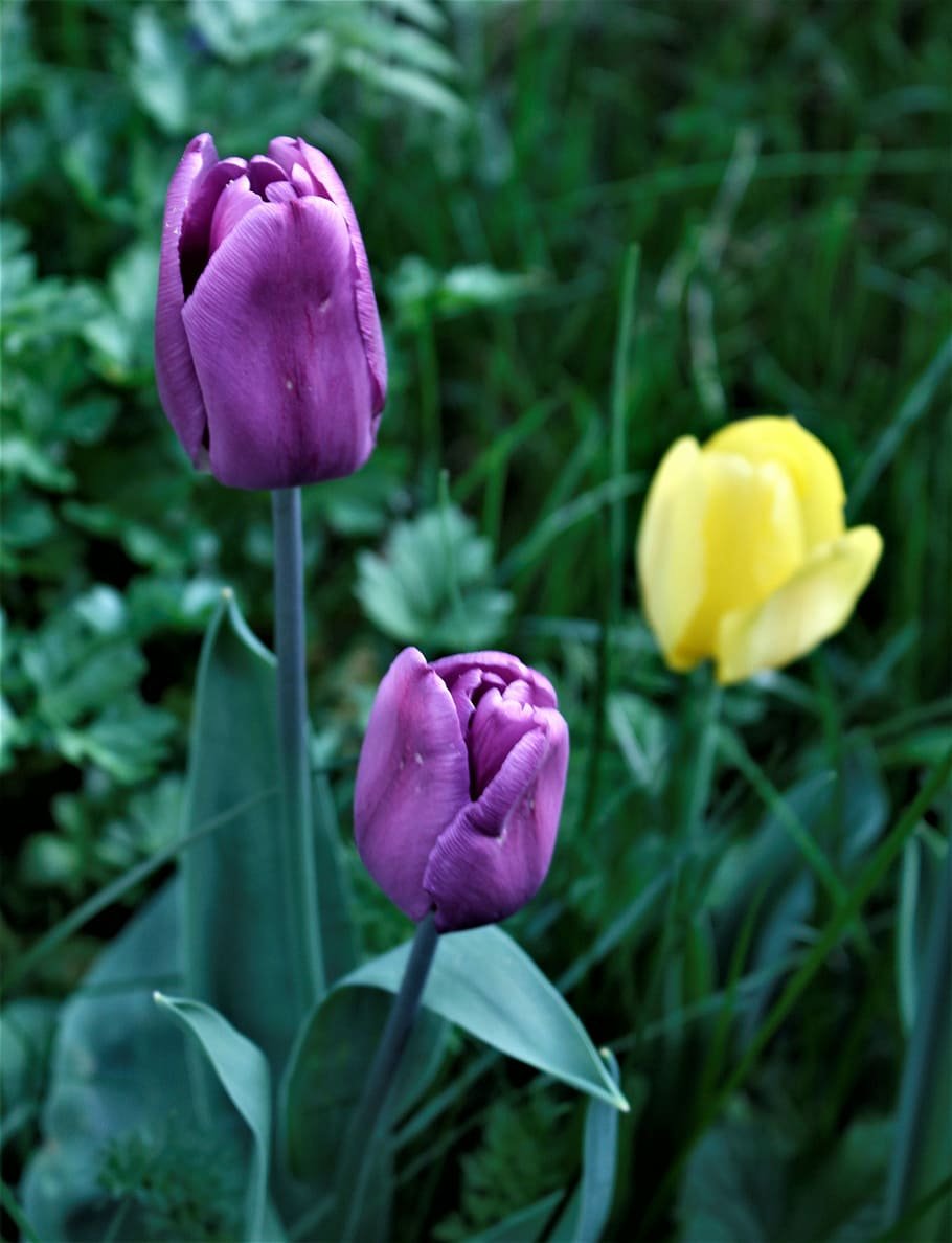 Тюльпан многоцветковый Вайолет Прана