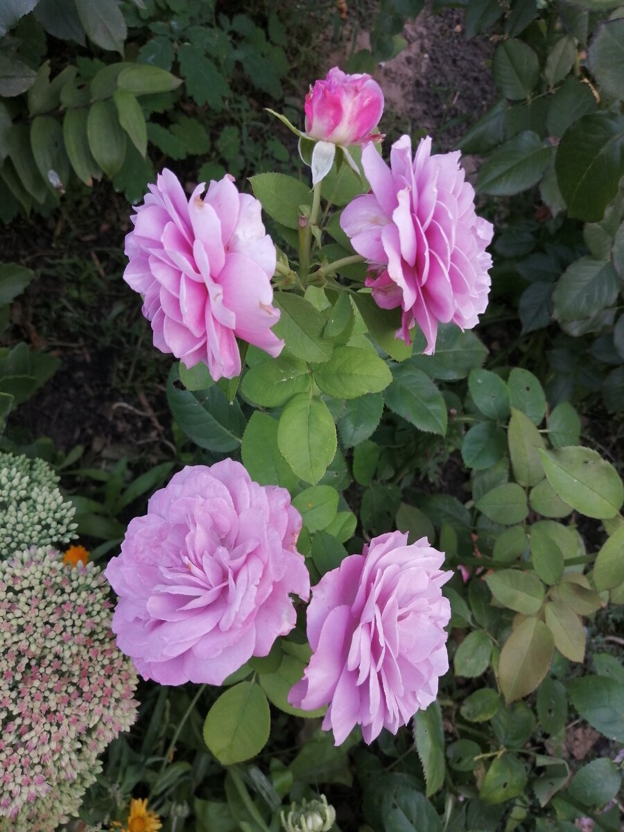 Роза лавендер мейландина