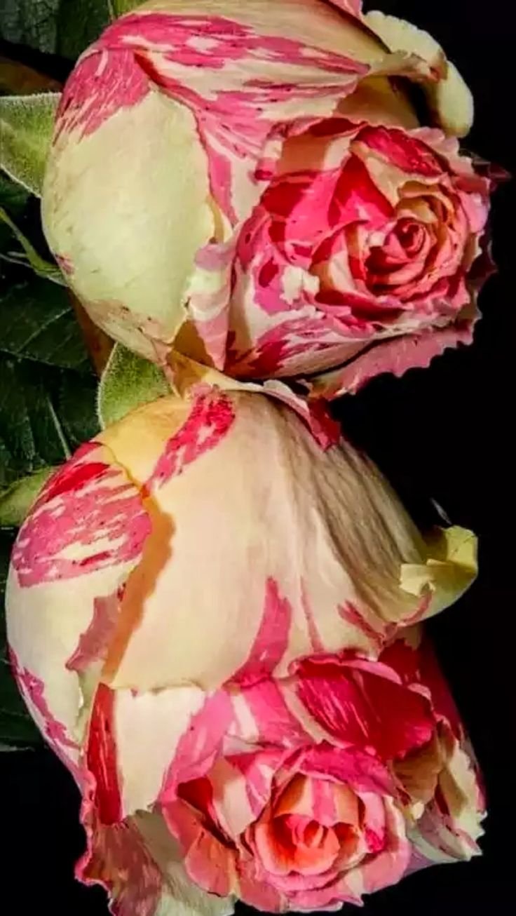 Розы необычных цветов