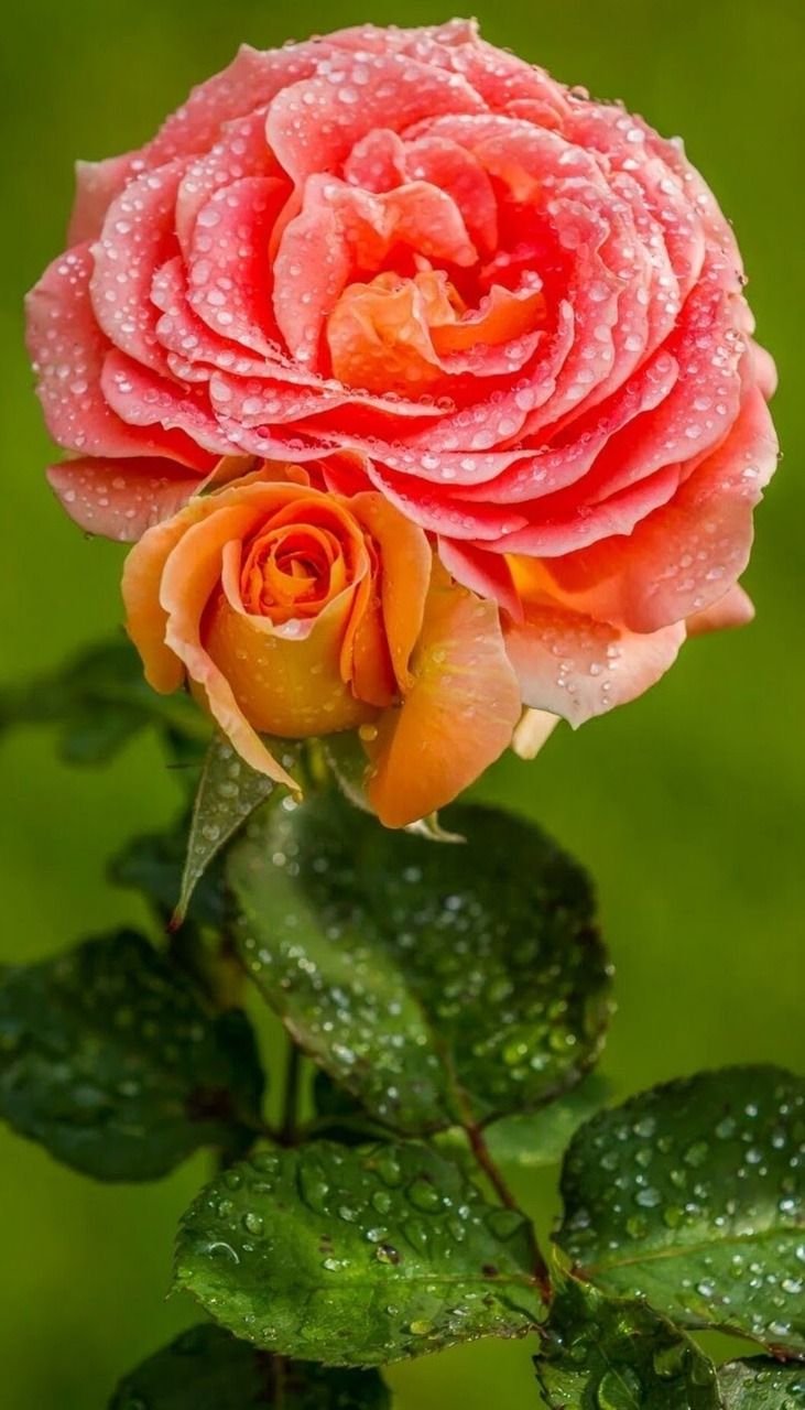 Роза необыкновенной красоты
