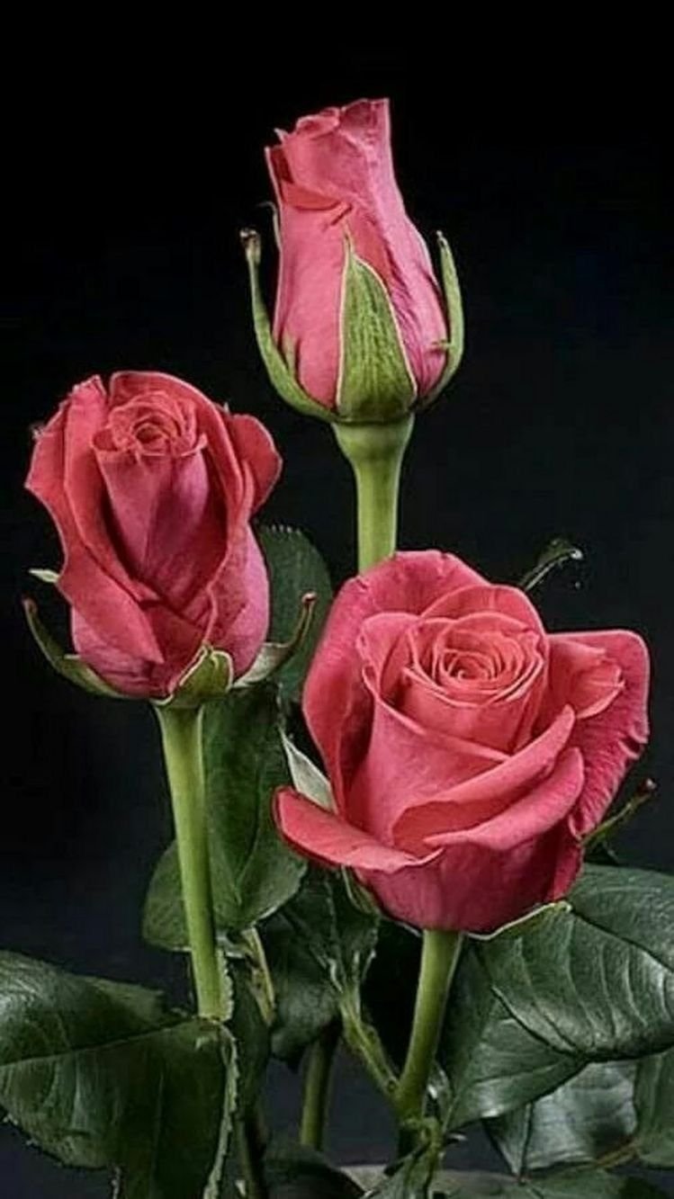 Бутон голландской розы