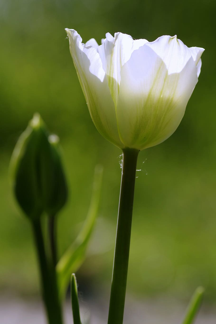Чашечка цветка тюльпан