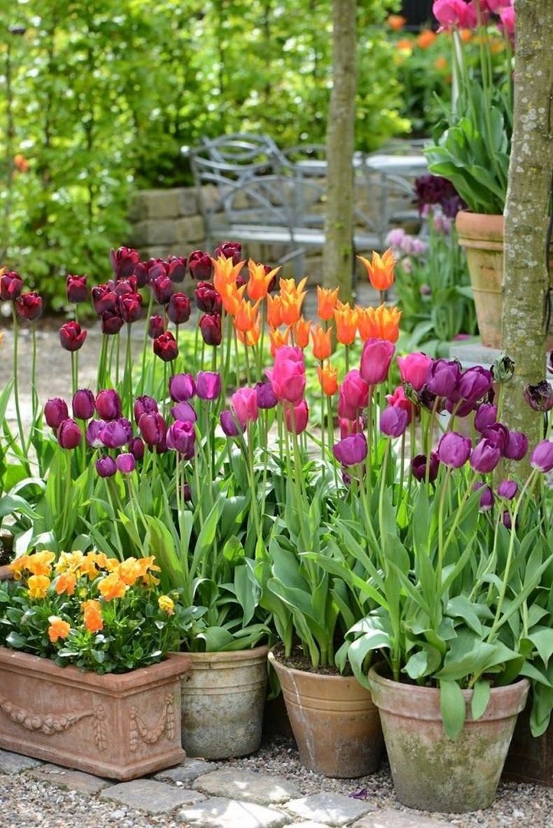Цветы луковичные многолетники тюльпаны