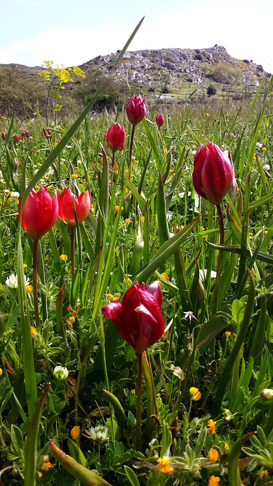 Тюльпан Tulipa Bakeri Крит