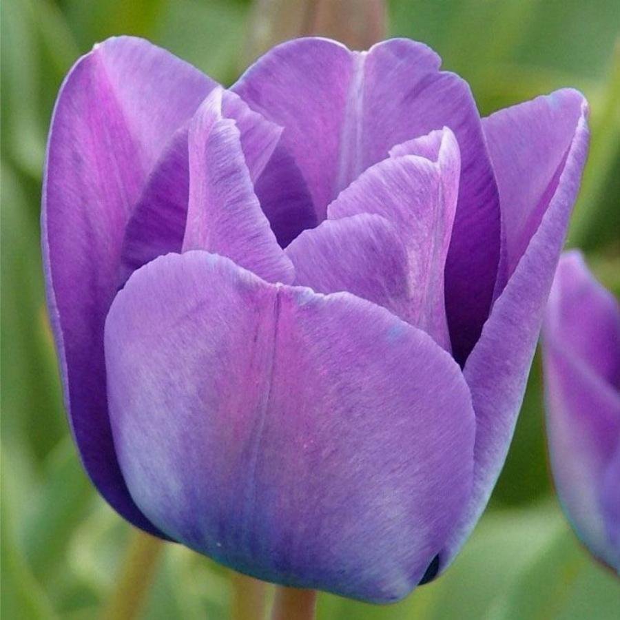 Голубой тюльпан